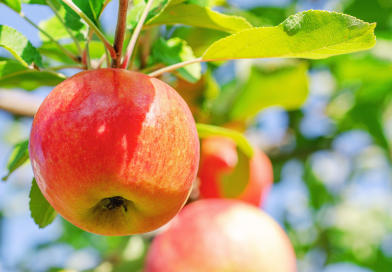 apple books for kindergarten